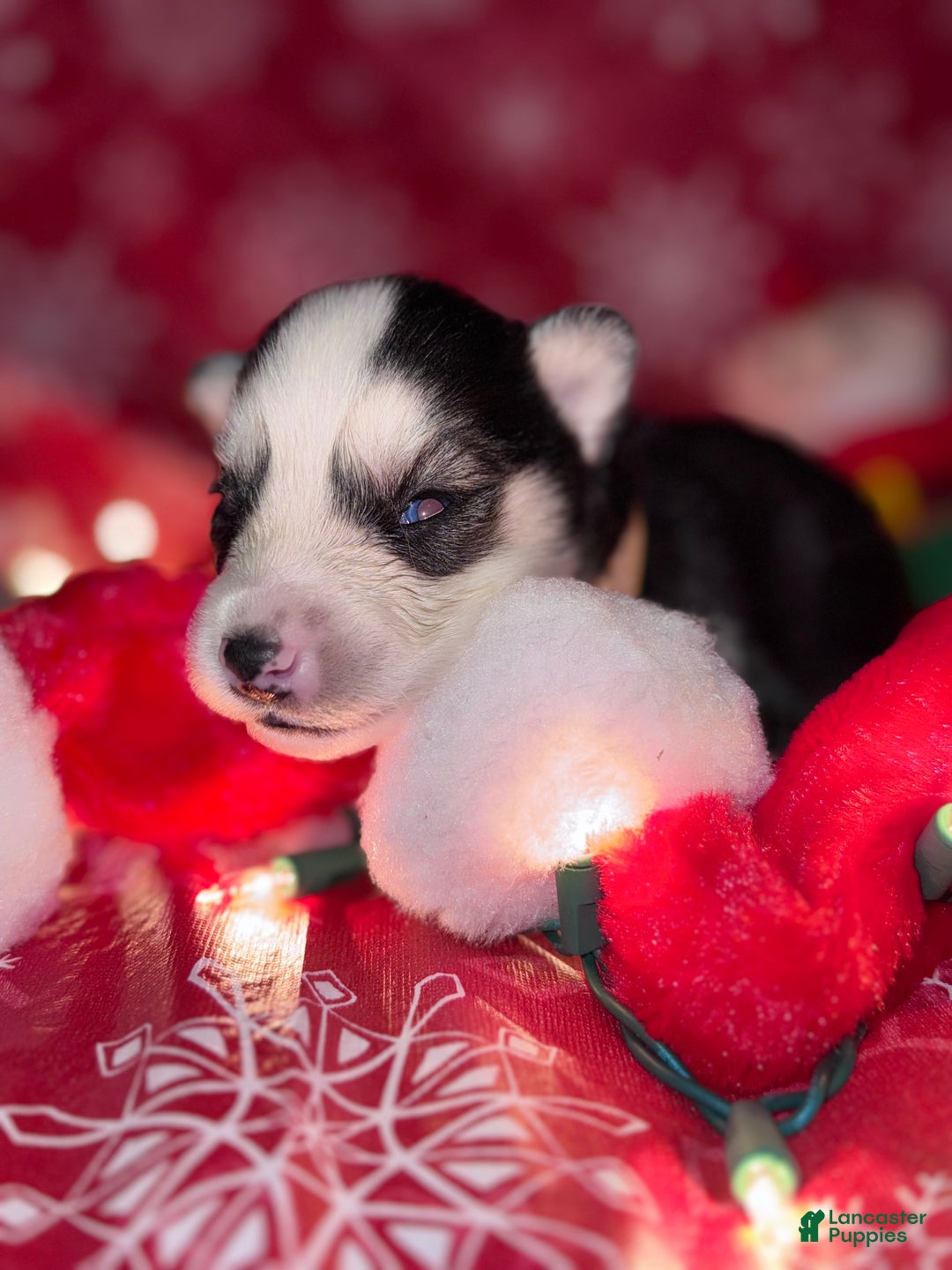 Siberian Husky dogs for sale: ORANGE - Ad 4