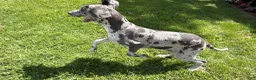 Great Dane dogs for sale: Echo - Ad 4