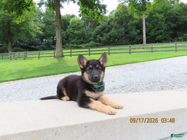 German Shepherd dogs Dice - Ad 1