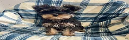Yorkshire Terrier dogs for sale: Cory - Ad 2