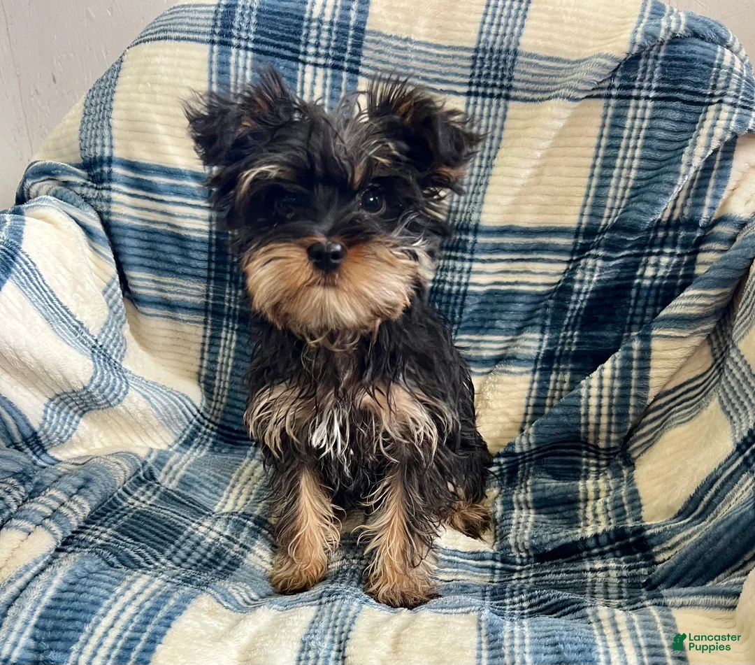 Yorkshire Terrier dogs for sale: Cory - Ad 2
