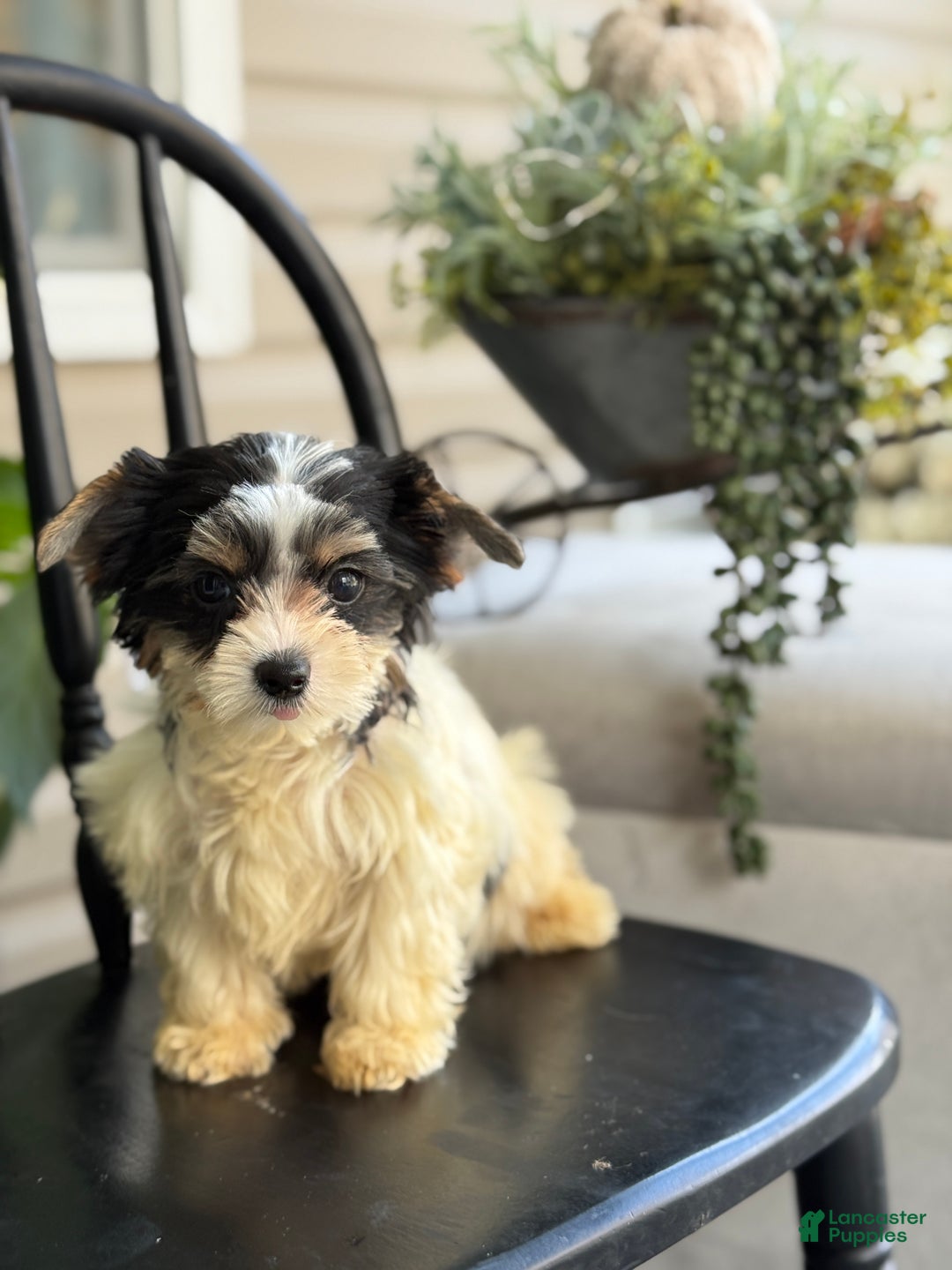 Yorkshire Terrier dogs for sale: Morsel - Ad 5