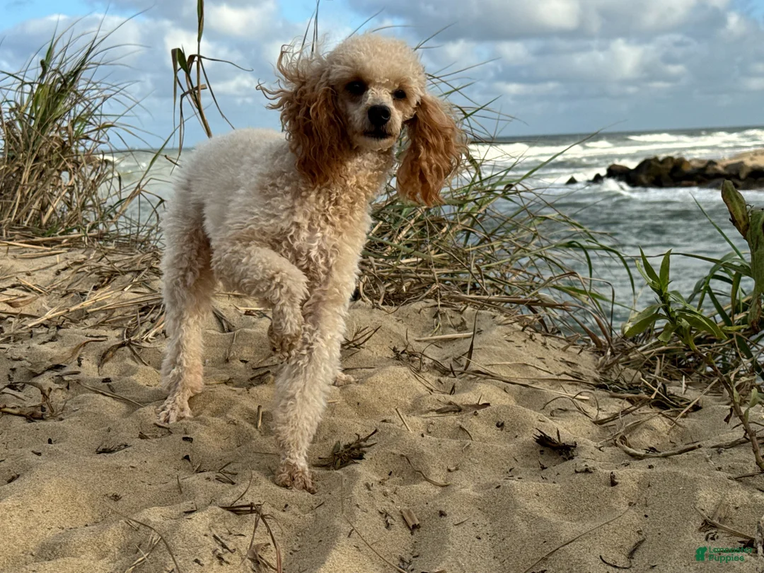 Toy Poodle dogs for sale: Sandy - Ad 3