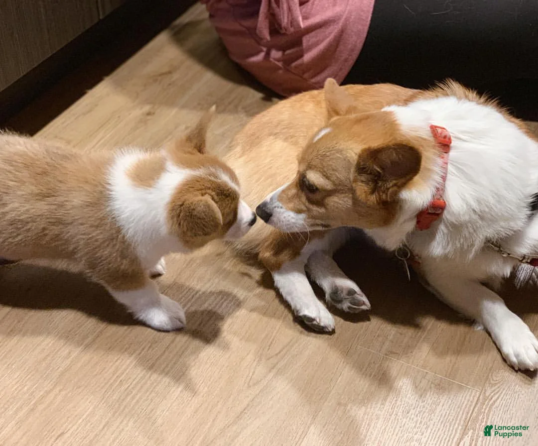 Welsh Corgi Pembroke dogs for sale: Welsh Corgi Pembroke Puppy 6 - Ad 15