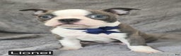 Boston Terrier dogs for sale: Lionel - Ad 12