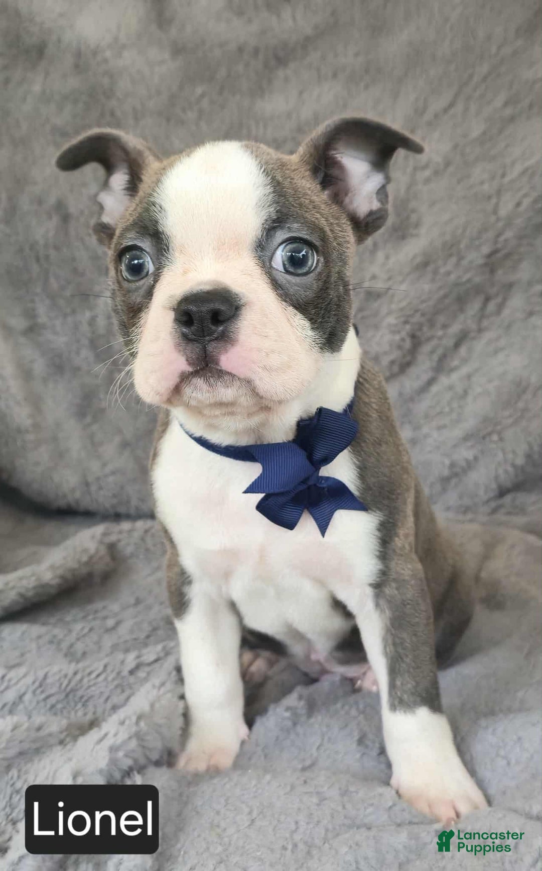 Boston Terrier dogs for sale: Lionel - Ad 12