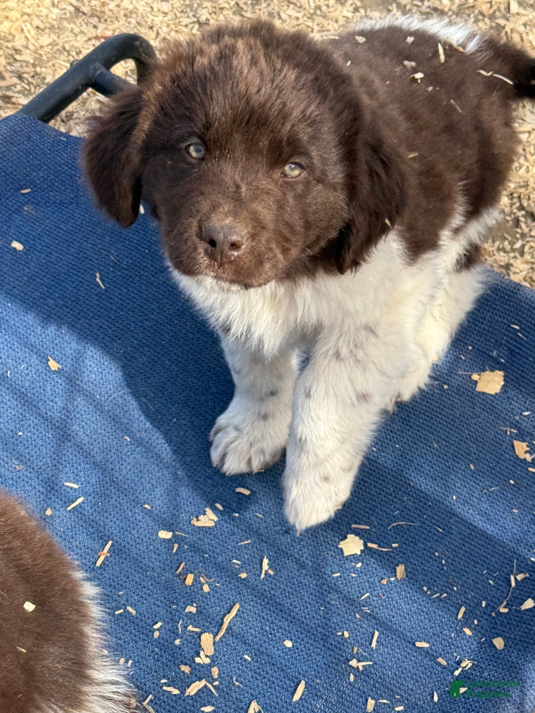 Newfoundland dogs for sale: Comet  - Ad 4