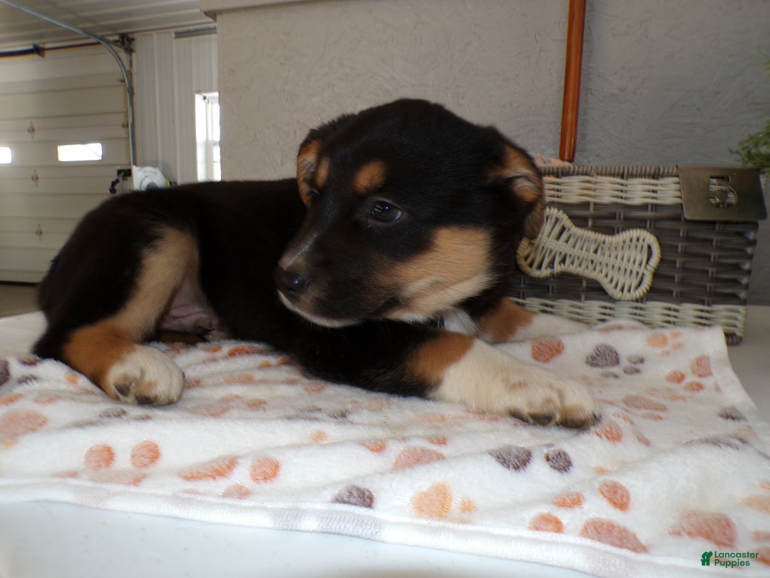 Mixed Breed dogs for sale: Mixed Breed Puppy 5 Scooby - Ad 3