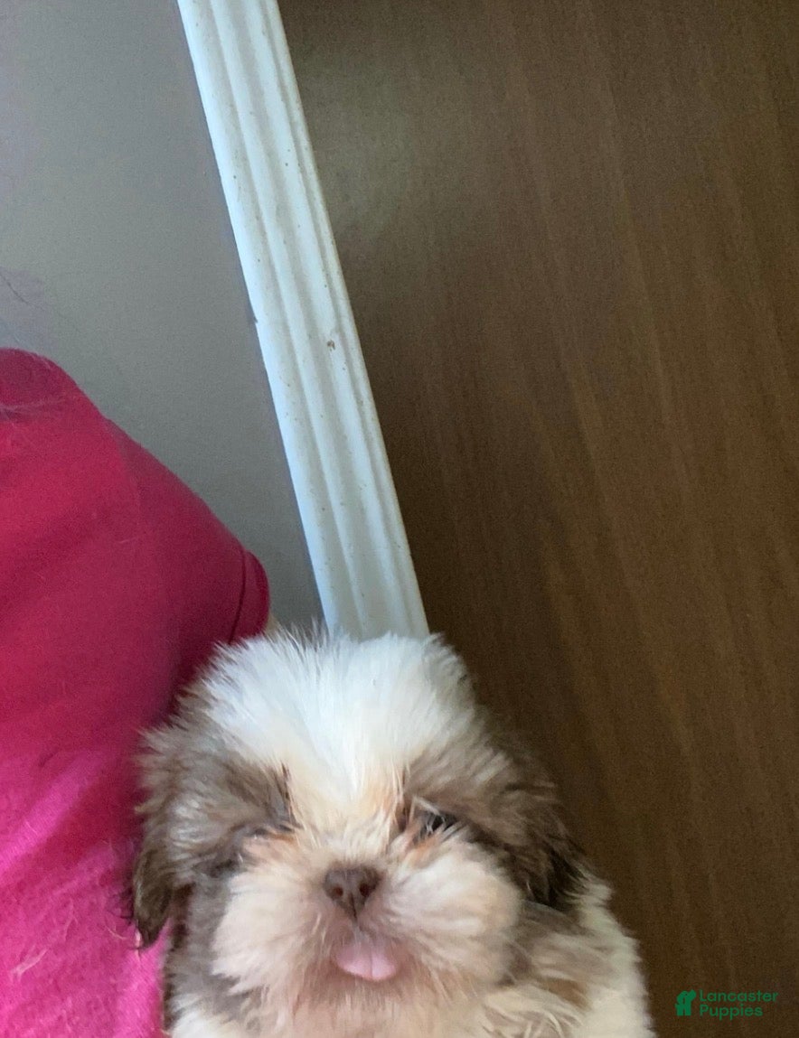 Shih Tzu dogs Pepper - Ad 28