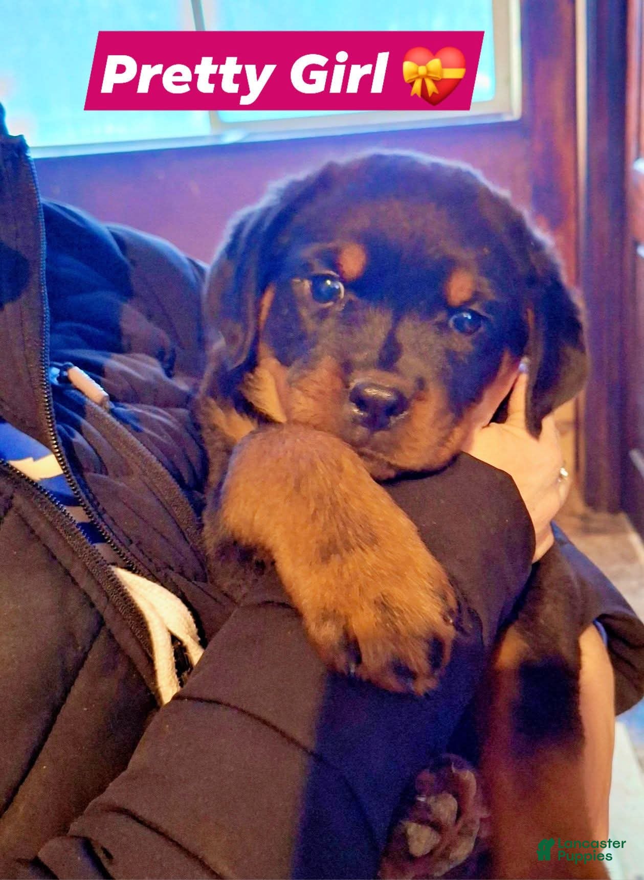 Rottweiler dogs Rottweiler Puppy 2 - Ad 23