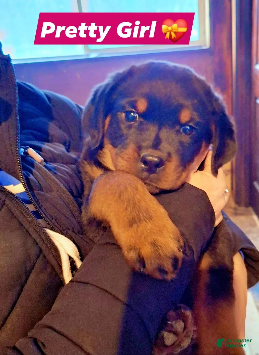 Rottweiler dogs for sale: Rottweiler Puppy 2 - Ad 1