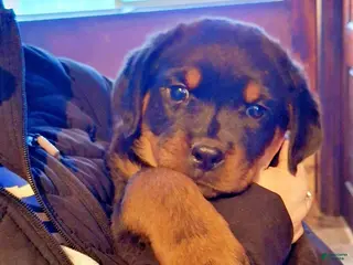 Rottweiler dogs Rottweiler Puppy 2 - Ad 23
