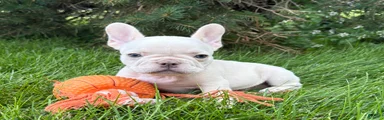 Bruno