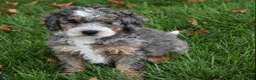 Mini Bernedoodle dogs for sale: Jester F1b - Ad 10