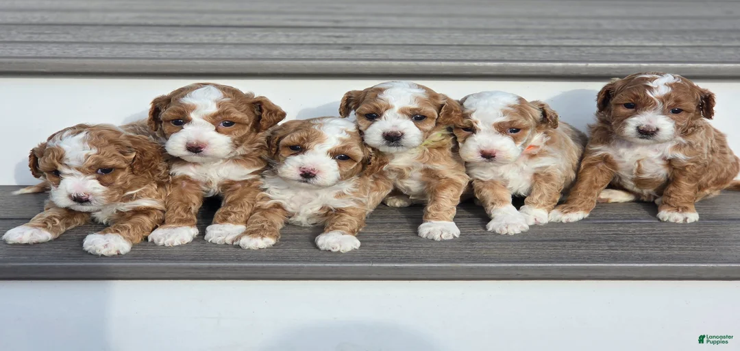 Gallery Image {{count}}