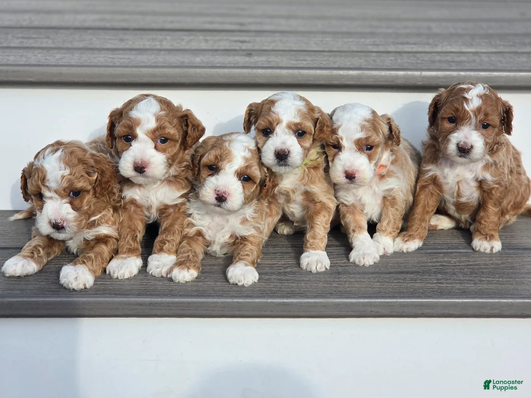 Gallery Image {{count}}