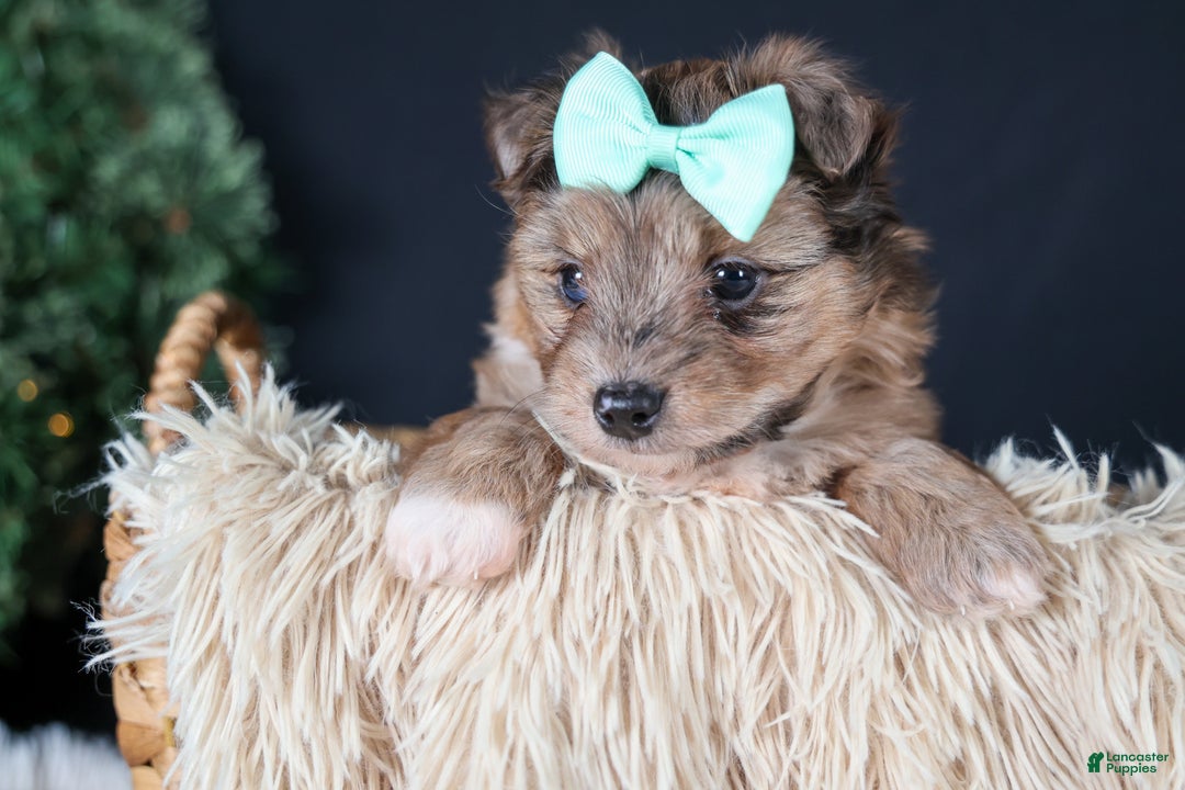 Mini Aussiedoodle dogs for sale: Gunner - Ad 3