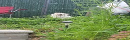 Pomeranian dogs for sale: Arcanine - Ad 24