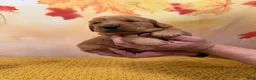 Golden Retriever dogs for sale: Autumn  - Ad 10