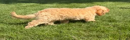 Cavapoo dogs for sale: Aiden - Ad 5