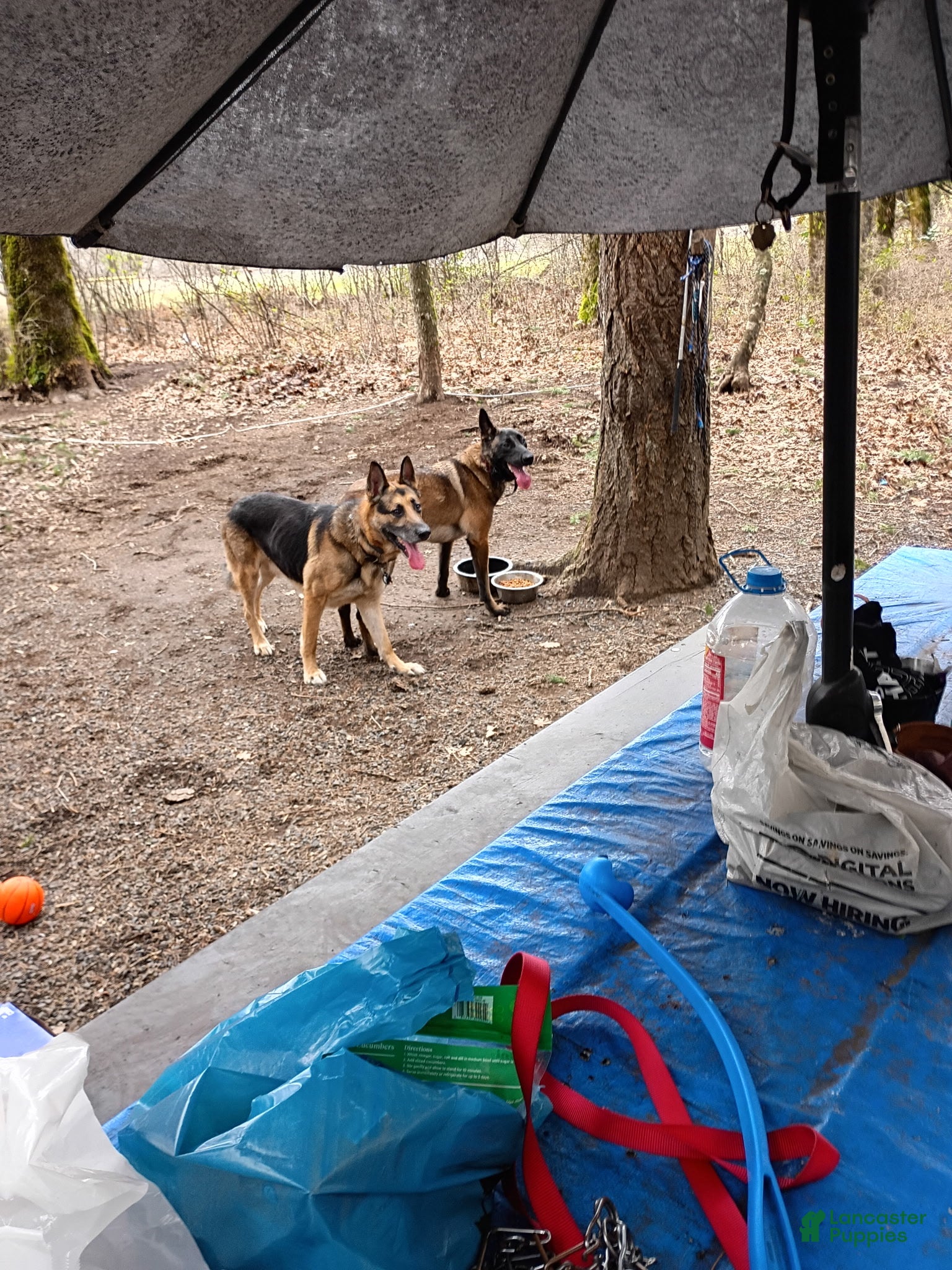 Mixed Breed dogs Mixed Breed 8 - Ad 11