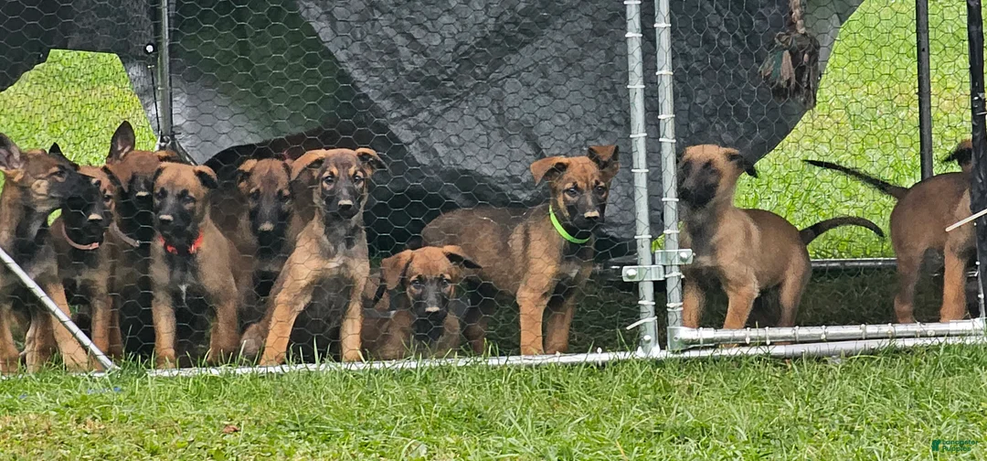 Mixed Breed dogs for sale: Mixed Breed 4 - Ad 1