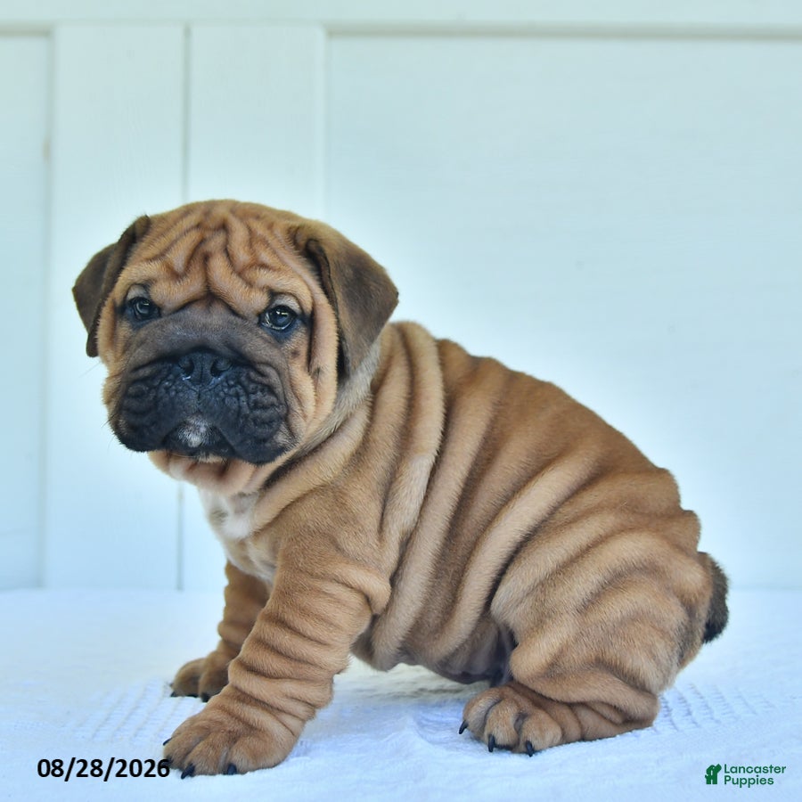 English Bulldog dogs Captain - Ad 1