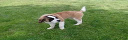 Saint Bernard dogs for sale: Saint Bernard Puppy 1 - Ad 8