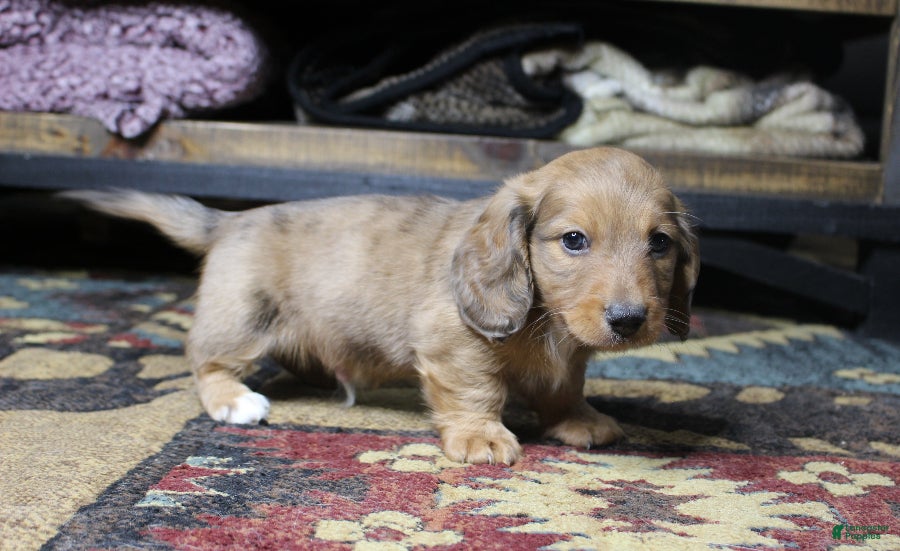 Dachshund dogs Aiden - Ad 14