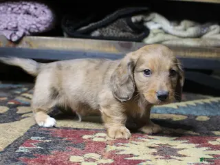 Dachshund dogs Aiden - Ad 14