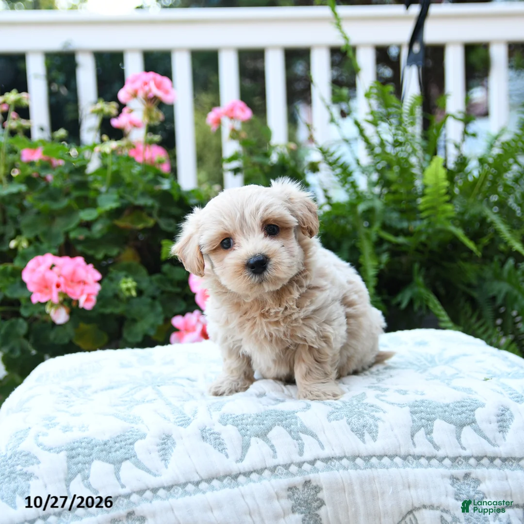 Maltipoo dogs for sale: Clem  - Ad 3