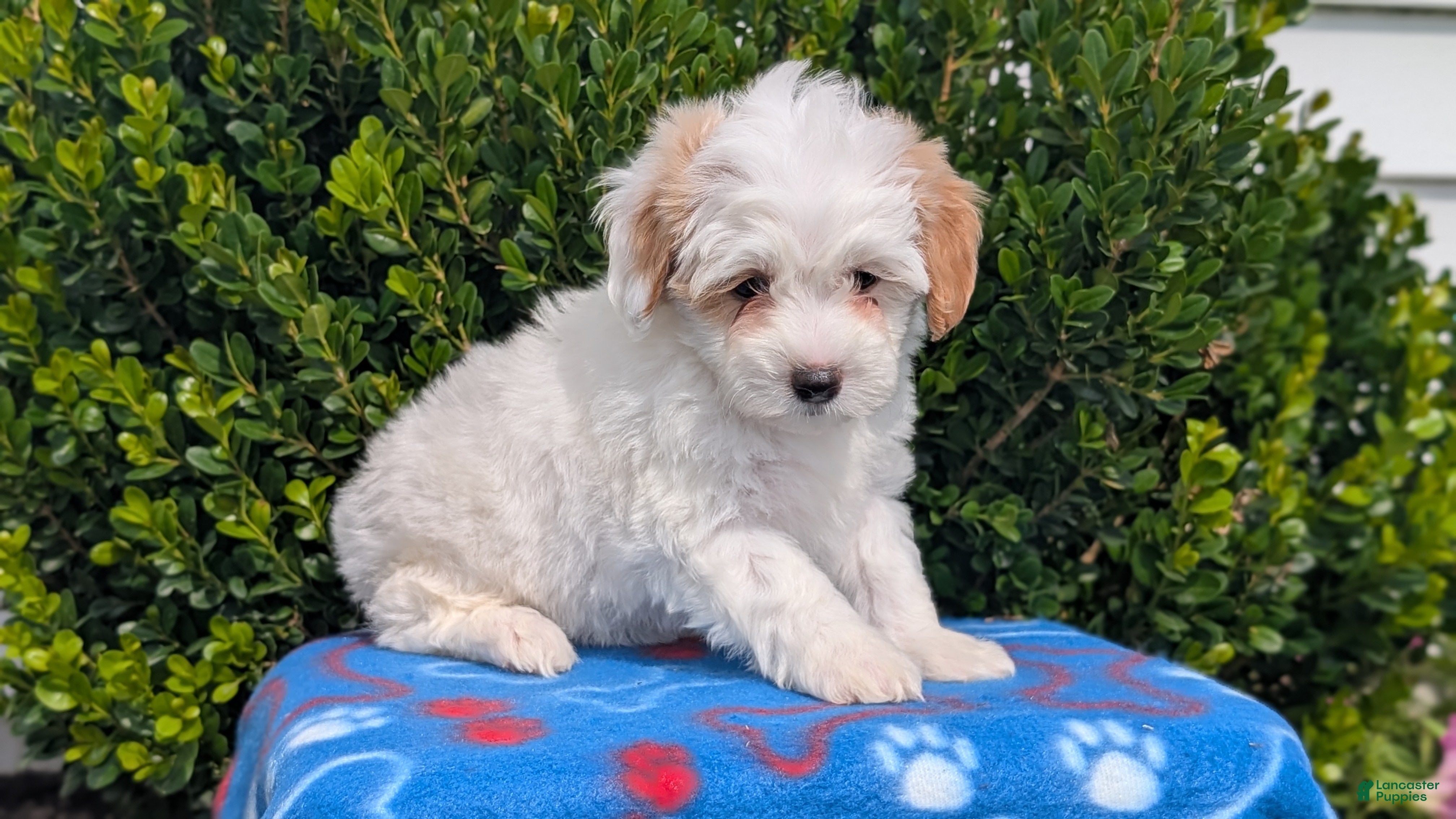 Mixed Breed dogs Dahlia - Ad 2