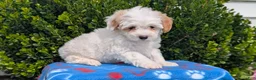 Mixed Breed dogs for sale: Dahlia - Ad 2