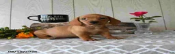 Miniature Dachshund dogs for sale: Tyler - Ad 15