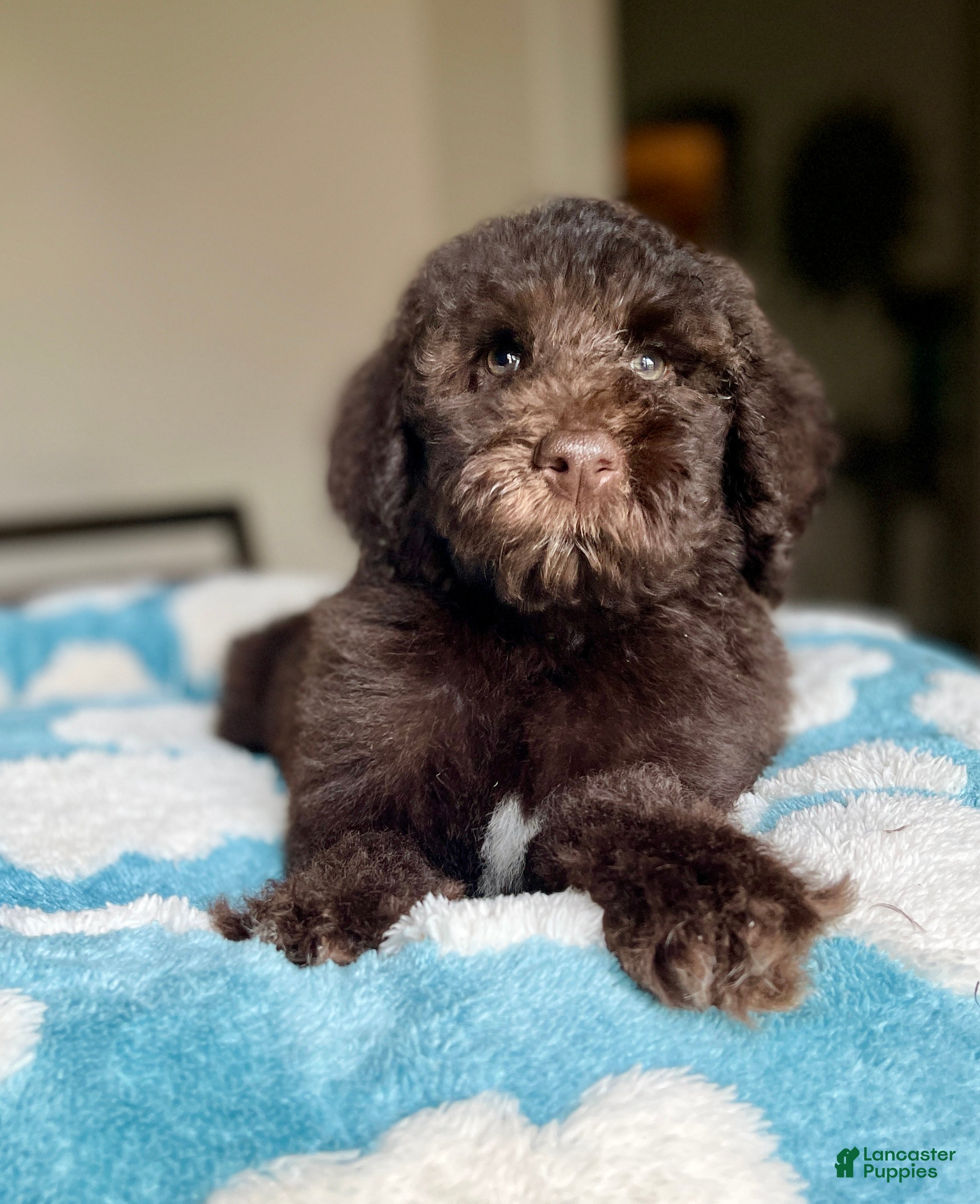 Labradoodle dogs Milo - Ad 1