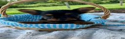 Yorkshire Terrier dogs for sale: Truffle - Ad 1