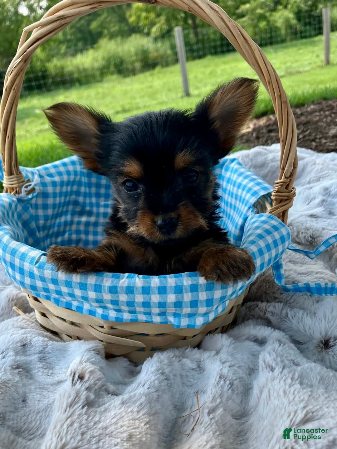 Yorkshire Terrier dogs for sale: Truffle - Ad 1