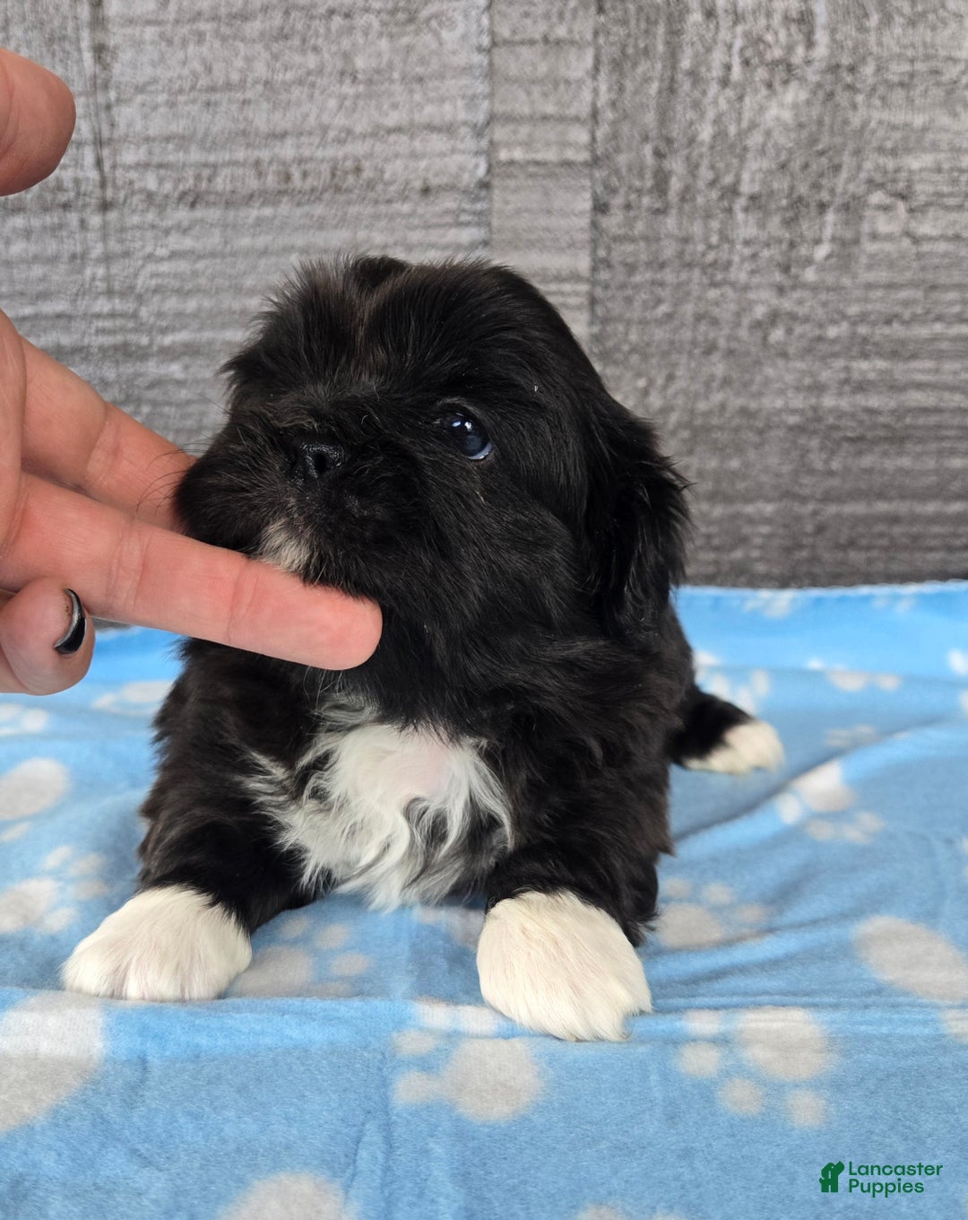 Pekingese dogs for sale: Lurch - Ad 4