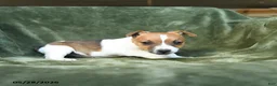Jack Russell Terrier dogs for sale: Escapade - Ad 3