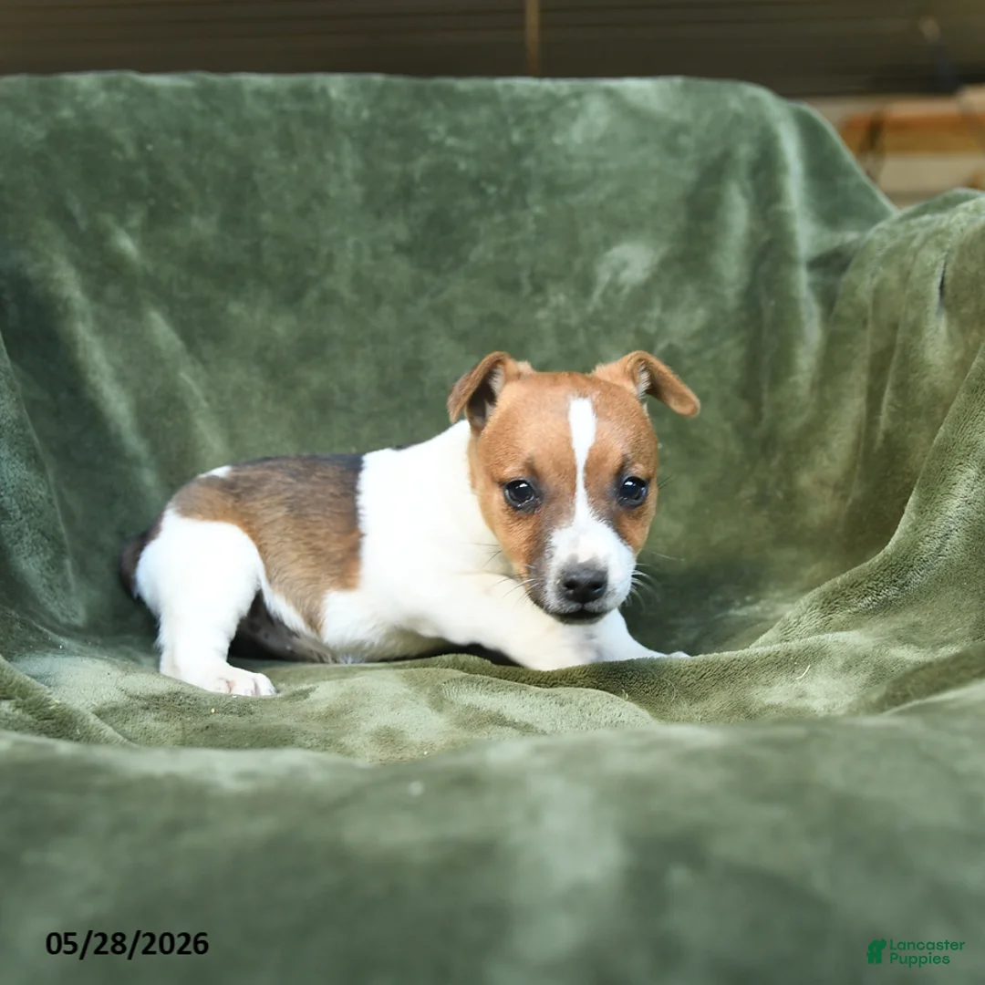 Jack Russell Terrier dogs for sale: Escapade - Ad 3