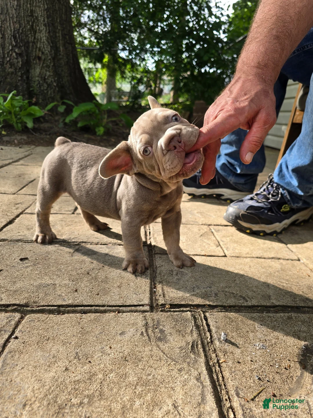 French Bulldog dogs for sale: French Bulldog Puppy 2 - Ad 1