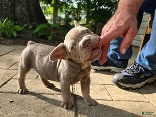 French Bulldog dogs French Bulldog Puppy 2 - Ad 18