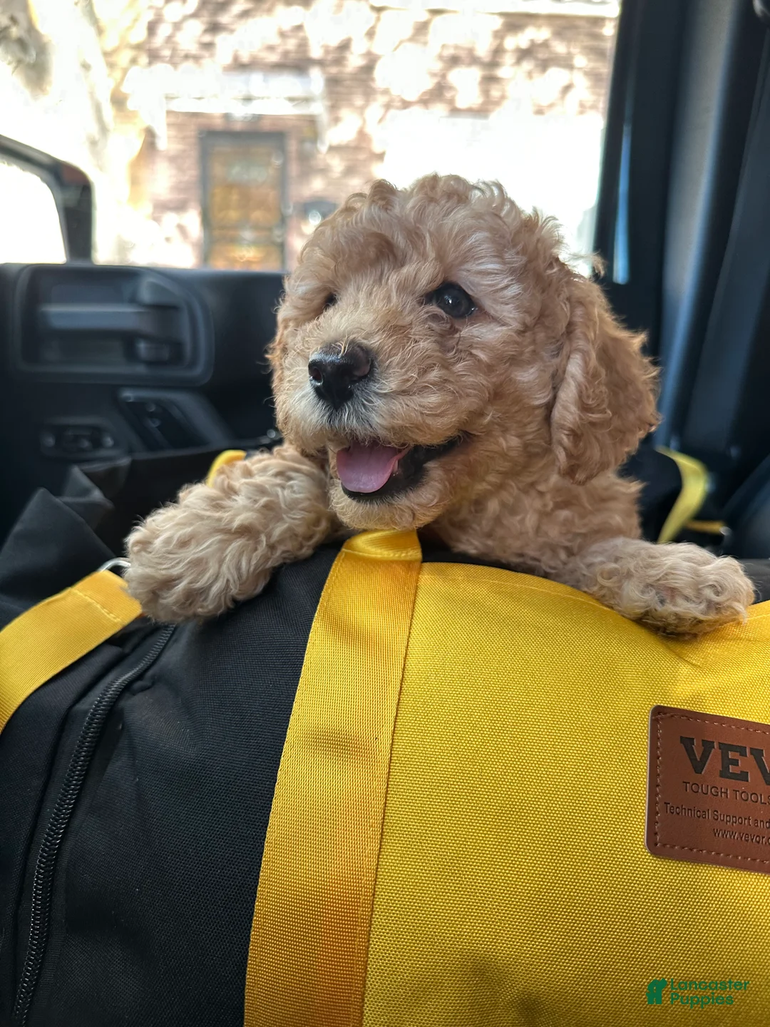 Havapoo dogs for sale: Brown - Ad 1
