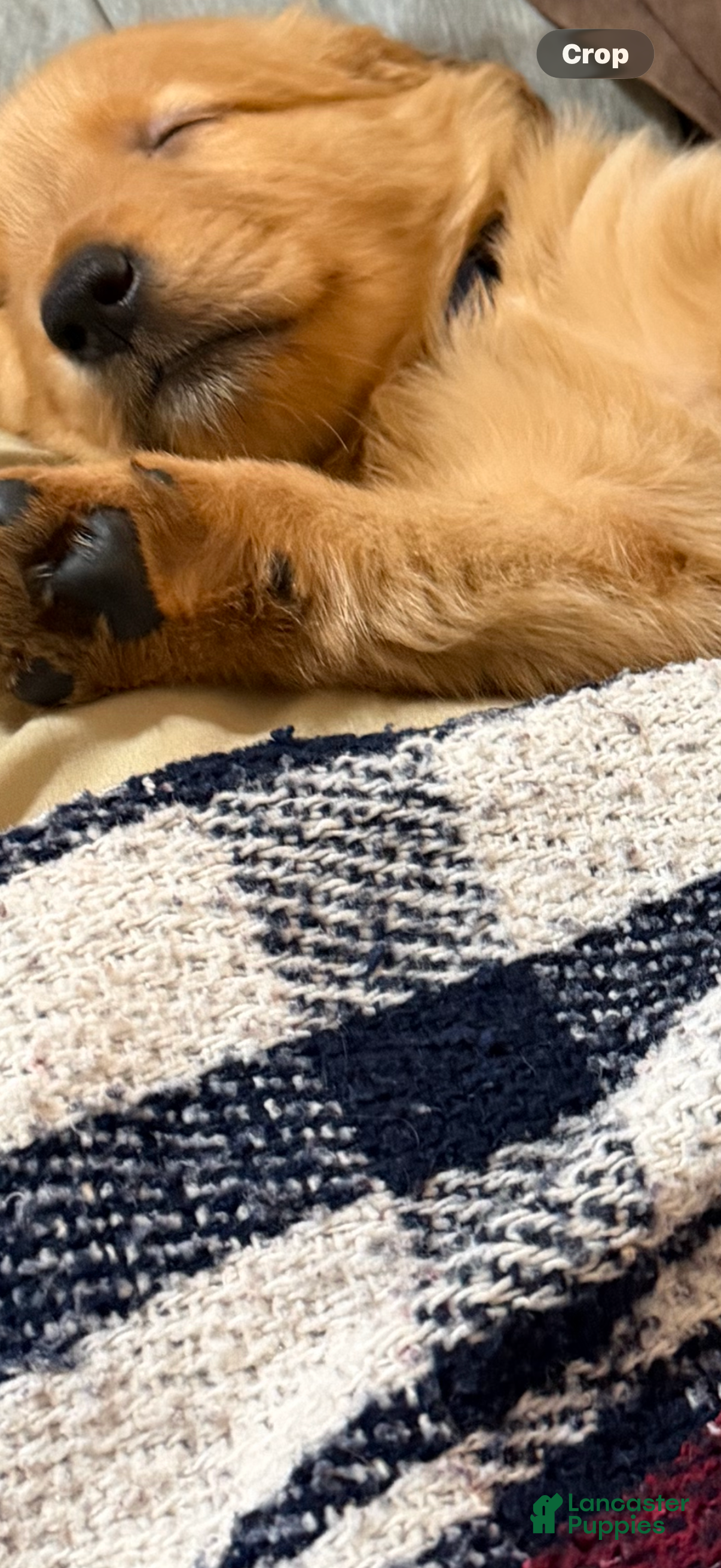 Golden Retriever dogs for sale: Golden Retriever Puppy 2 - Ad 2