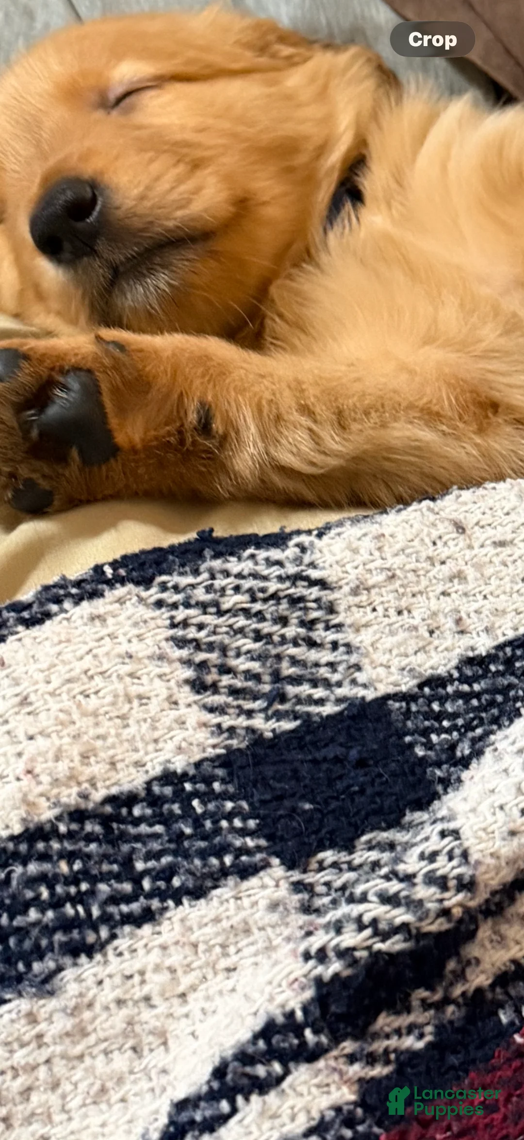 Golden Retriever dogs for sale: Golden Retriever Puppy 2 - Ad 1