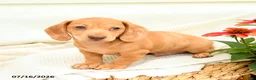 Miniature Dachshund dogs for sale: Ginger - Ad 5