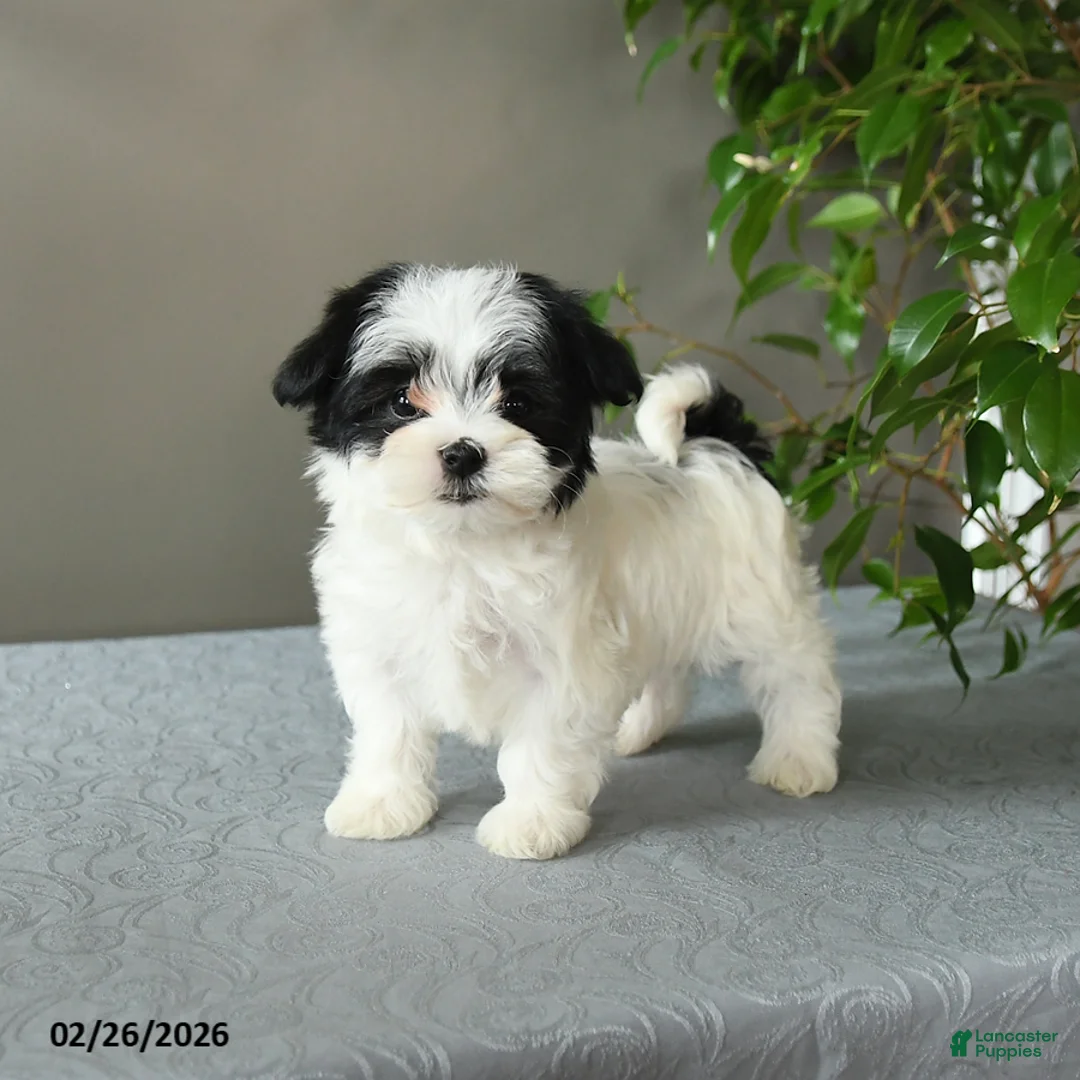 Mixed Breed dogs for sale: Sasha - Ad 1