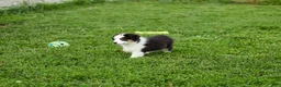 Miniature Australian Shepherd dogs for sale: Larana Miniature Australian Shepherd Puppy  - Ad 4