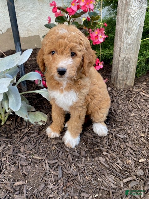 Mini Goldendoodle dogs Sugar - Ad 1