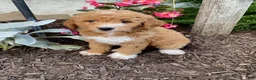 Mini Goldendoodle dogs for sale: Sugar - Ad 4